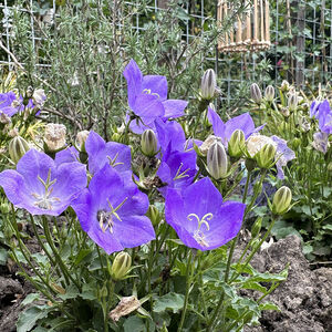 Campanula