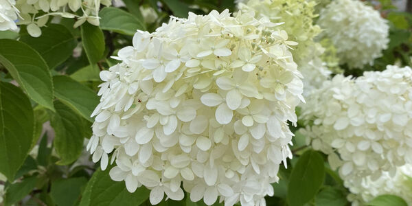 Hortensia sneeuwbal